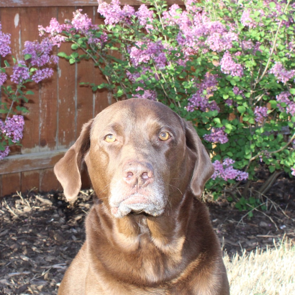 Meet your Posher, Molly